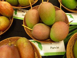 <span class="mw-page-title-main">Parvin (mango)</span> Mango cultivar