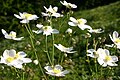 Ranunculus platanifolius, Hollenstein an der Ybbs, Niederösterreich