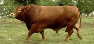 <span class="mw-page-title-main">Red Brangus</span> American breed of cattle