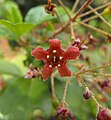 Ribes viburnifolium