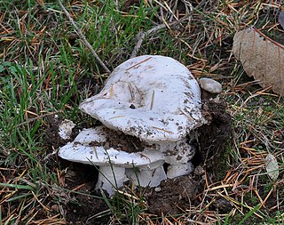 <i>Russula brevipes</i> Species of fungus