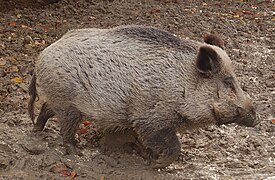 Villisika (Sus scrofa)