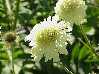 <span class="mw-page-title-main">Dipsacales</span> Order of dicotyledonous flowering plants