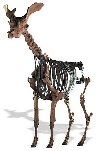 <i>Sivatherium</i> Extinct genus of mammals