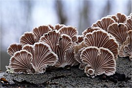 Schizophyllum commune, sporophore vu de dessous (lamelles).