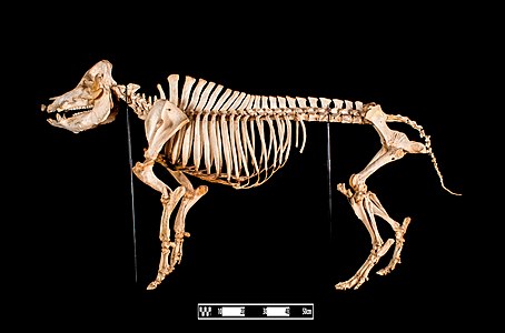 Sus sp. (Pig), skeleton