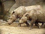 Deux Rhinocéros de Sumatra au zoo de Cincinnati.