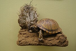 A Mexican box turtle on display in Gothenburg Natural History Museum