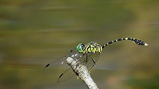 <i>Nannophlebia</i> Genus of dragonflies