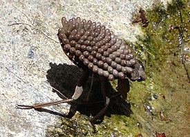 Abedus indentatus, самец с яйцами