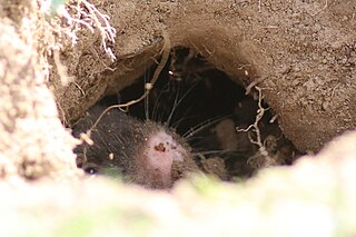 <span class="mw-page-title-main">Transcaucasian mole vole</span> Species of rodent