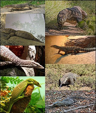 <span class="mw-page-title-main">Monitor lizard</span> Genus of reptiles