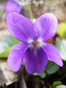 Viola-odorata-closeup.jpg