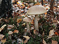 Leccinum holopus