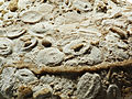 * Nomination Fossils (focus stacking) --ComputerHotline 10:59, 16 May 2013 (UTC) * Decline Lacking information: Size? Species? Age? Biopics 07:19, 17 May 2013 (UTC)