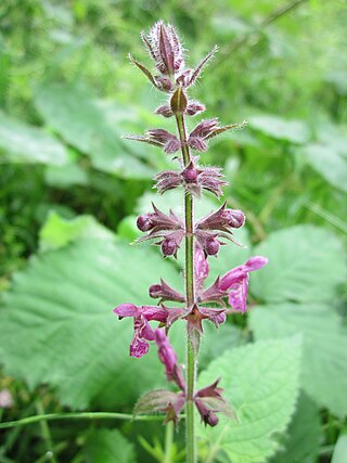 <i>Stachys</i> Genus of plants in the sage family