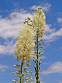   Actaea racemosa