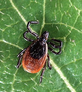 <i>Ixodes scapularis</i> Species of tick