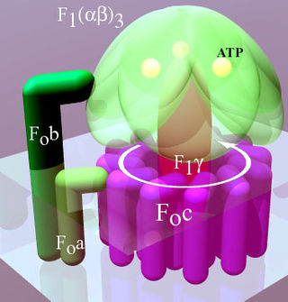 <span class="mw-page-title-main">F-ATPase</span> Membrane protein