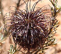 Banksia violacea