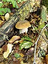 Boletus edulis IT.jpg