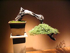 Bonsai i Foire du Valais (Martigny, Sveits).