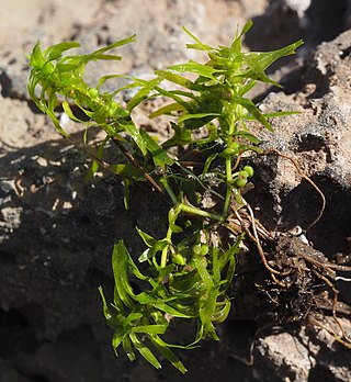 <i>Callitriche truncata</i> Species of plant