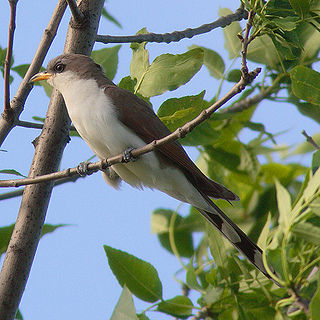 <span class="mw-page-title-main">Yellow-billed cuckoo</span> Species of bird