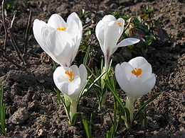 Pavasarinis krokas (Crocus vernus)