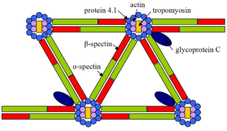 <span class="mw-page-title-main">Spectrin</span>