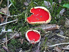 Raudonoji plačiataurė (Sarcoscypha coccinea)