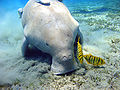 Dugong (Dugong dugon) tilhører gruppen sjøkyr