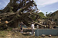 House collapsed by falling trees, Dania Beach