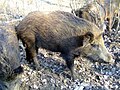 Sus scrofa attila