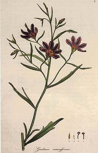 <span class="mw-page-title-main">Goodeniaceae</span> Family of flowering plants