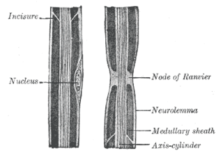 <span class="mw-page-title-main">Node of Ranvier</span> Gaps between myelin sheaths on the axon of a neuron