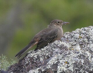 <span class="mw-page-title-main">Shrike-tyrant</span> Genus of birds