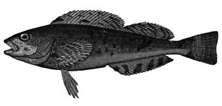 <span class="mw-page-title-main">Hexagrammidae</span> Family of fishes