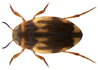 <i>Hydroglyphus</i> Genus of beetles