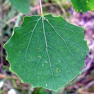 <i>Populus</i> Genus of plants