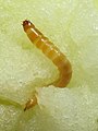 Larva sobre unha mazá aberta