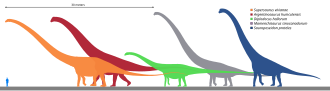 Size comparison of silhouettes of a human and six genera of giant sauropod dinosaurs, including Argentinosaurus