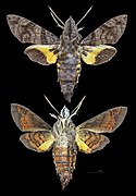 Macroglossum ungues