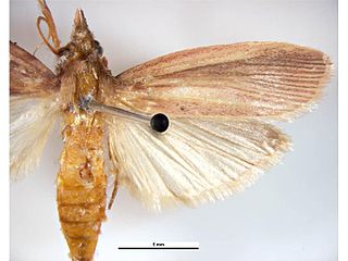 <i>Maliarpha separatella</i> Species of moth