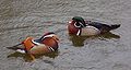 A. galericulata (left), Aix sponsa (right)