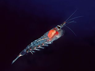 Northern krill<br/>Meganyctiphanes norvegica