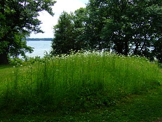 <span class="mw-page-title-main">Mills Woods Mound</span> United States historic place