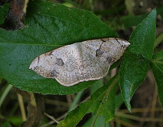 <i>Somatina</i> Genus of moths