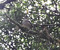 Turdus plebejus (cat.)