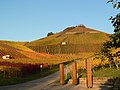 Campos de viñedos en la montaña "Scheuerberg"